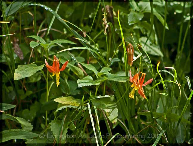 Crater Lake columbine