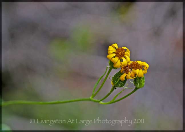 Crater Lake yellow wildflowers