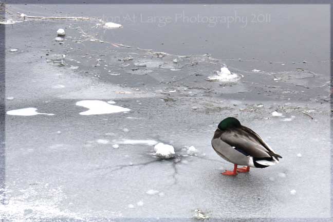 Drake Park Duck on Ice Drake Park Duck on Ice