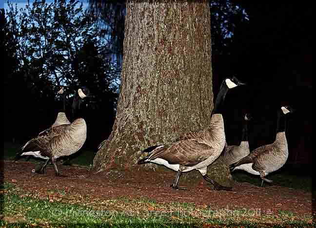 Drake Park Geese Drake Park Geese