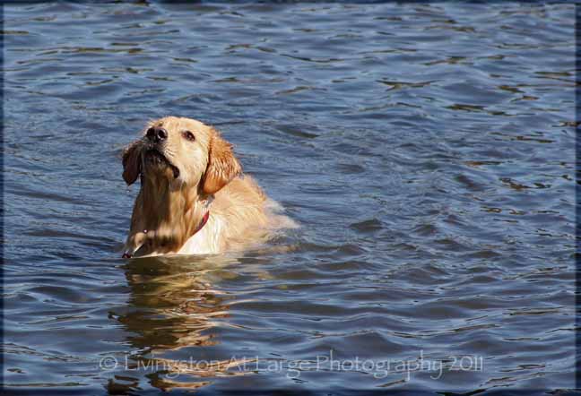 Dog Park River Dog Park River
