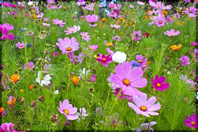 Old Mill Wildflowers Old Mill Wildflowers