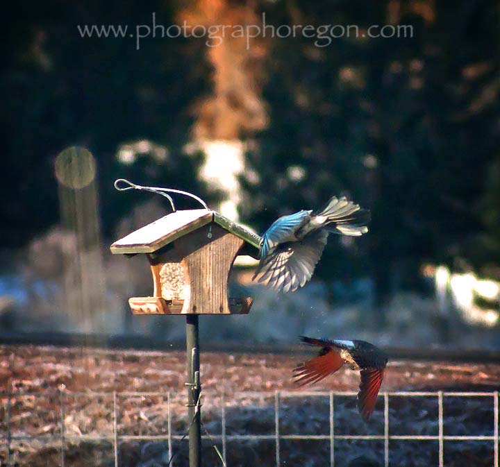 flicker fight