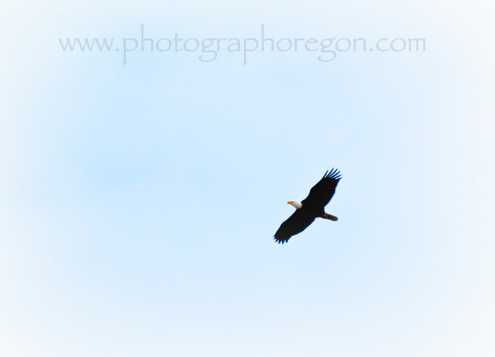 flying bald eagle
