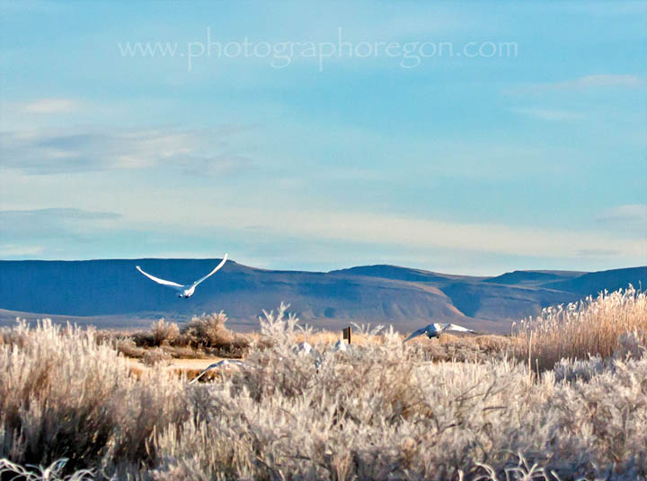 tundra swans flying