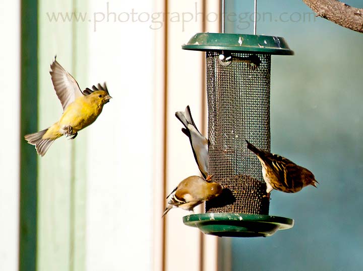 goldfinches