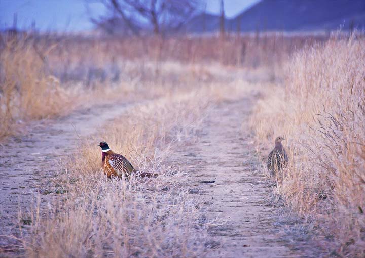 pheasants