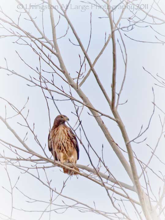 red tailed hawk with vole