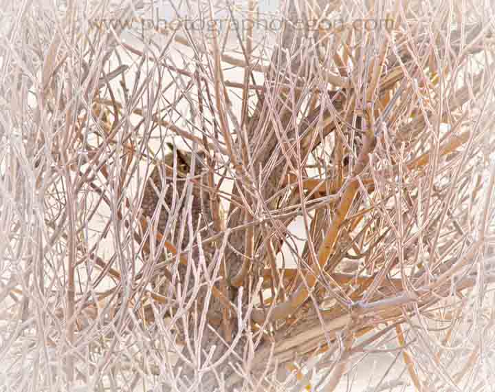 Summer Lake Bird Count Great Horned Owl