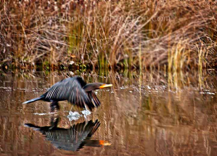 Oakridge Cormorant Oakridge Cormorant