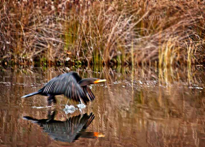 Oakridge Cormorant