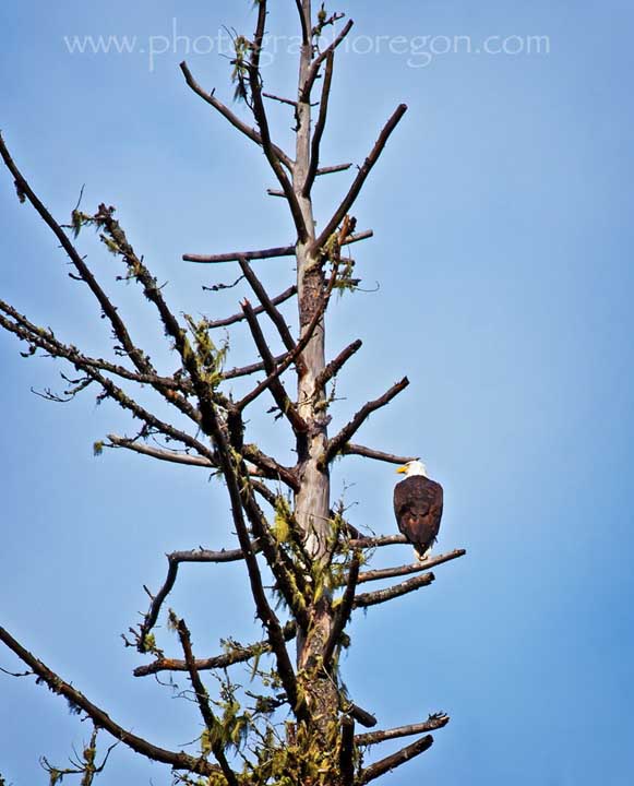 Oakridge juvenile bald eagle