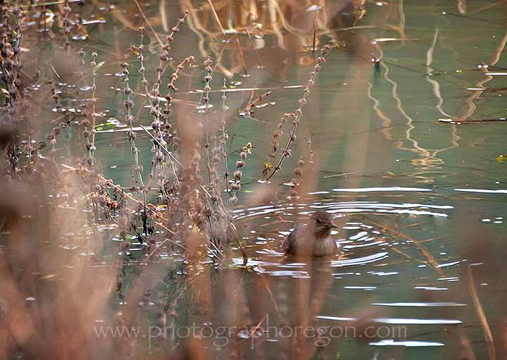 Oakridge Oregon dipper