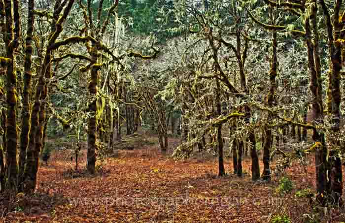 Oakridge Oregon wetlands