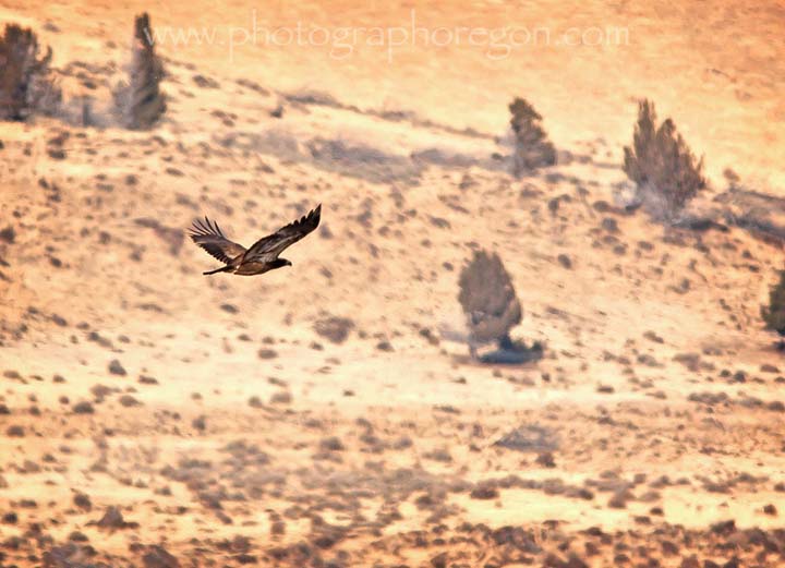 soaring harrier hawk