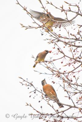 Cedar Waxwings and Robin  in Winter