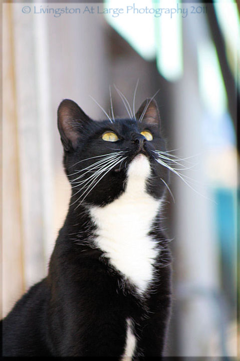 cat watching birds