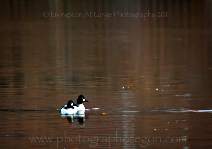 Common Goldeneye Ducks