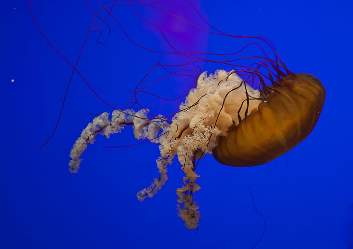 jellyfish