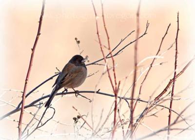 slate junco