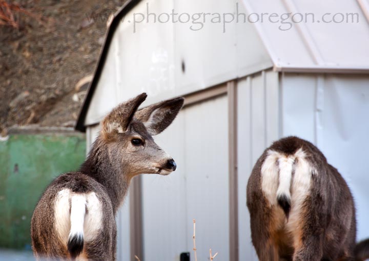 Mitchell Oregon deer