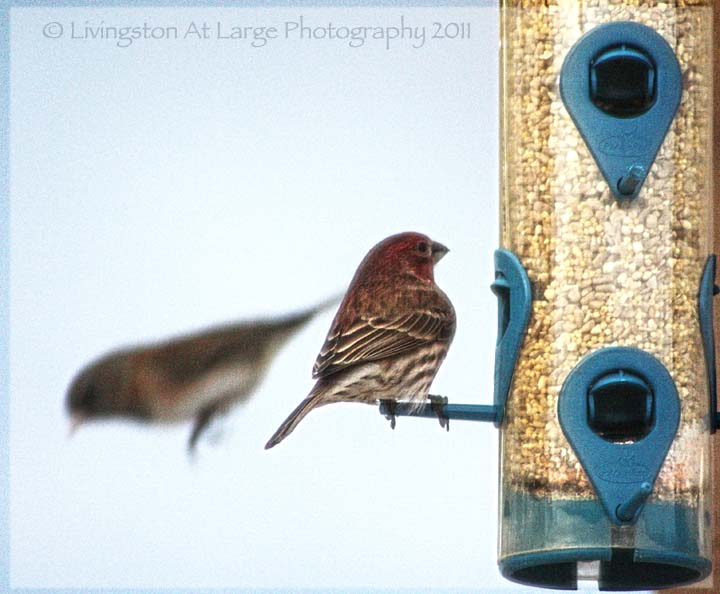 house finches