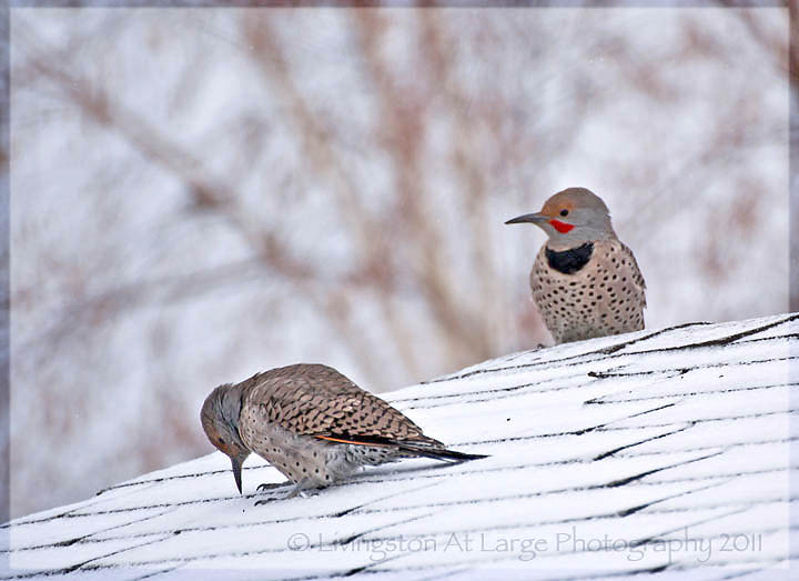 Northern Flicker pair Northern Flicker pair