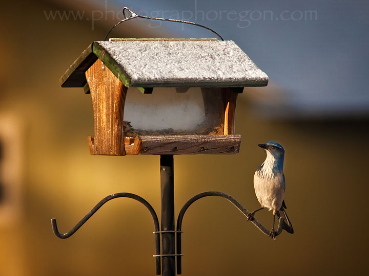 Oregon Birds-backyard scrub jay Oregon Birds-backyard scrub jay
