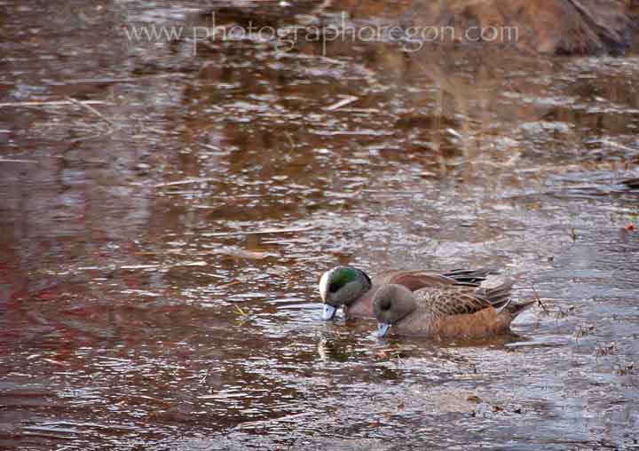 Oregon bird American Wigeon