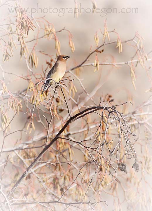 Oregon birds cedar Waxwing