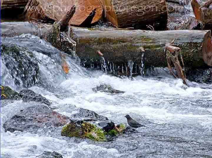 Oregon bird dipper