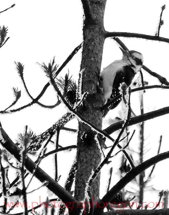 Oregon bird hairy woodpecker