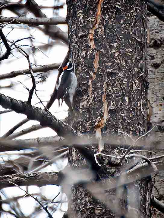 Oregon bird hairy woodpecker