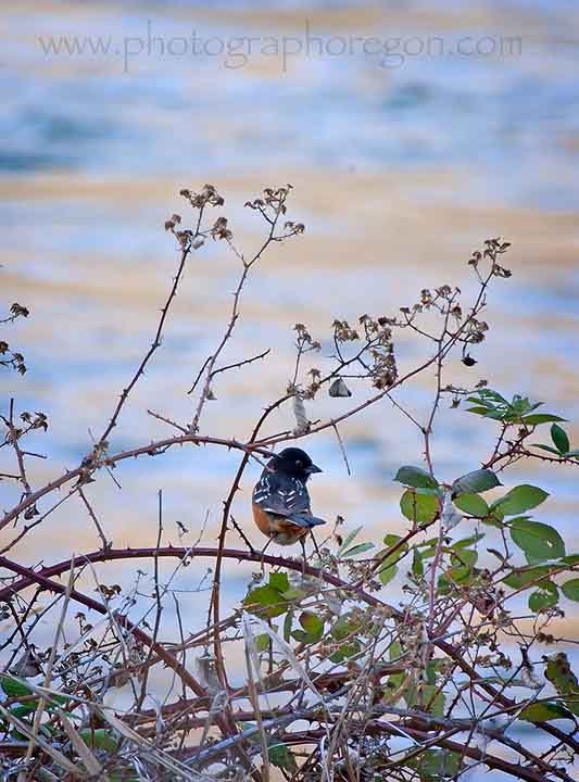 Oregon Birds Spotted Towhee