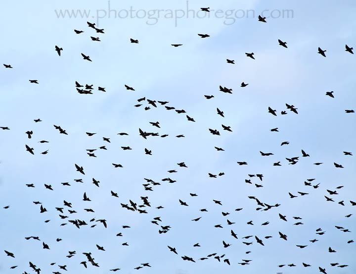 Starling stock image