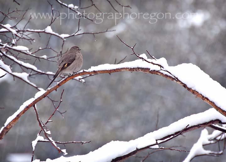 Oregon bird townsends solitaire