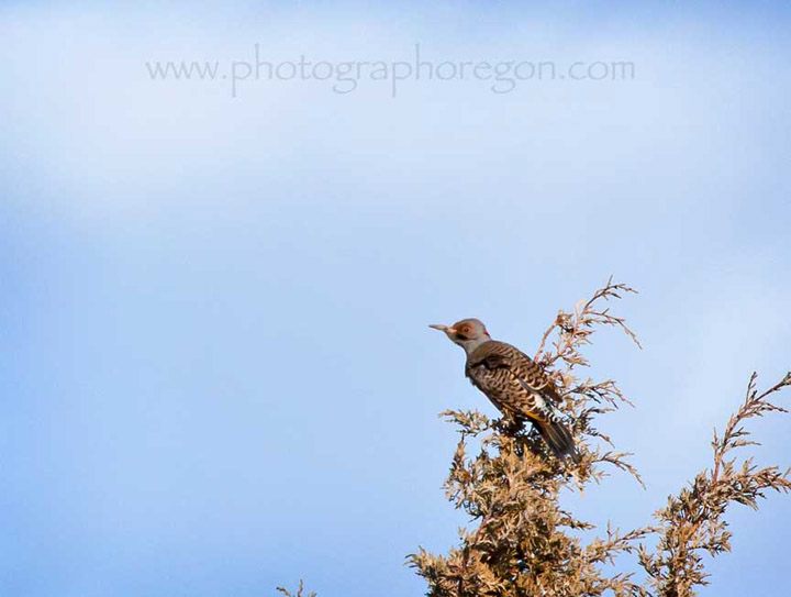 Oregon bird yellow shafted flicker