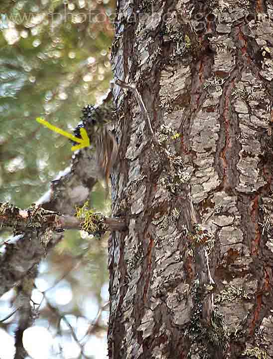 Oregon birds brown creeper