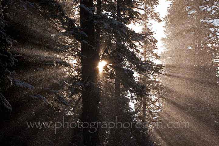 forest snow sun burst