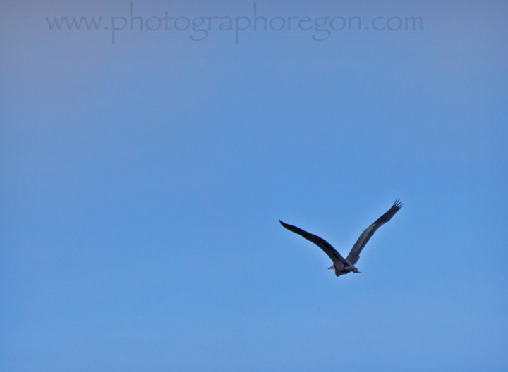 Great Blue Heron flying