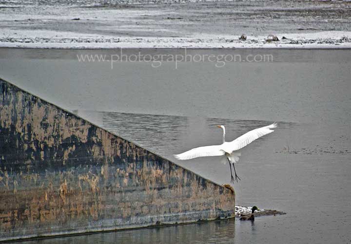 great egret flying