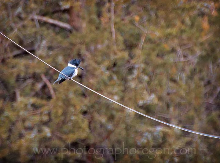 Belted Kingfisher