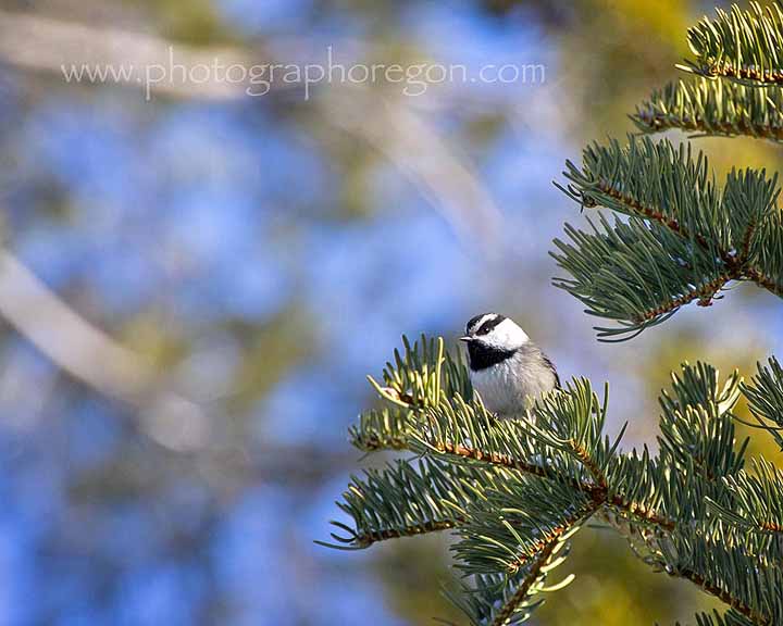 Oregon Mountain Chickadee