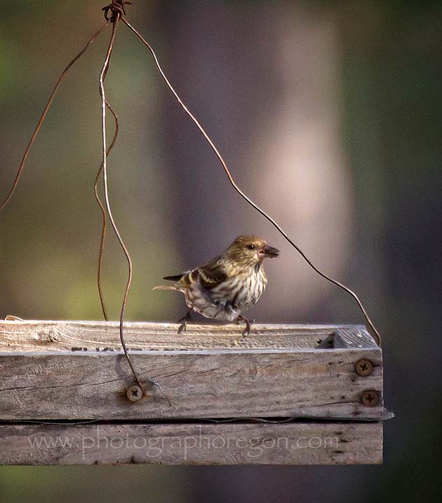 Pine Siskin