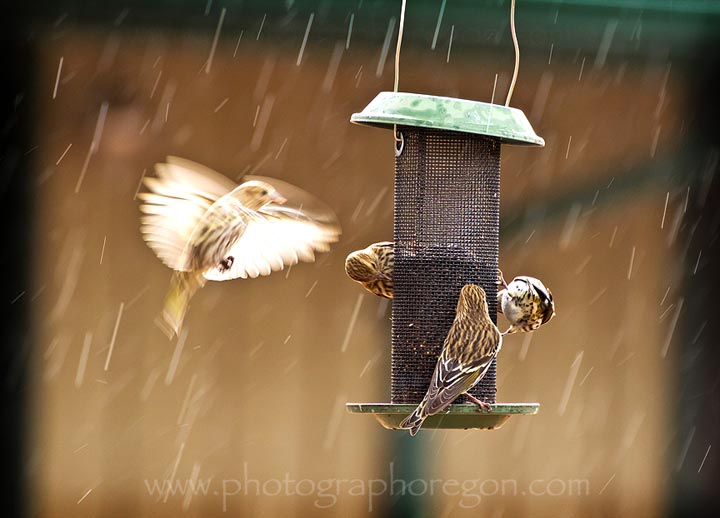 Pine Siskin