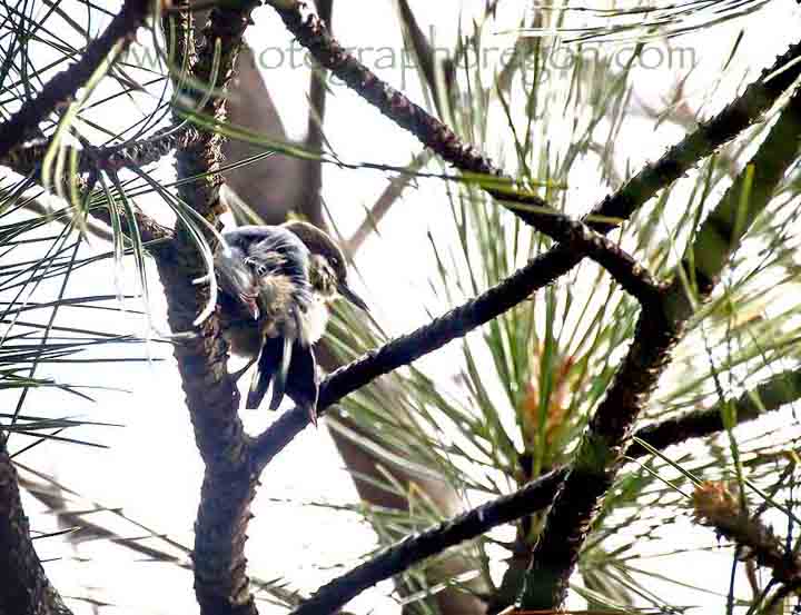 Pygmy Nuthatch