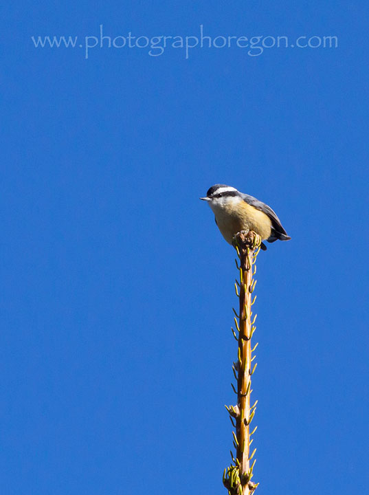 Oregon Red Breasted Nuthatch