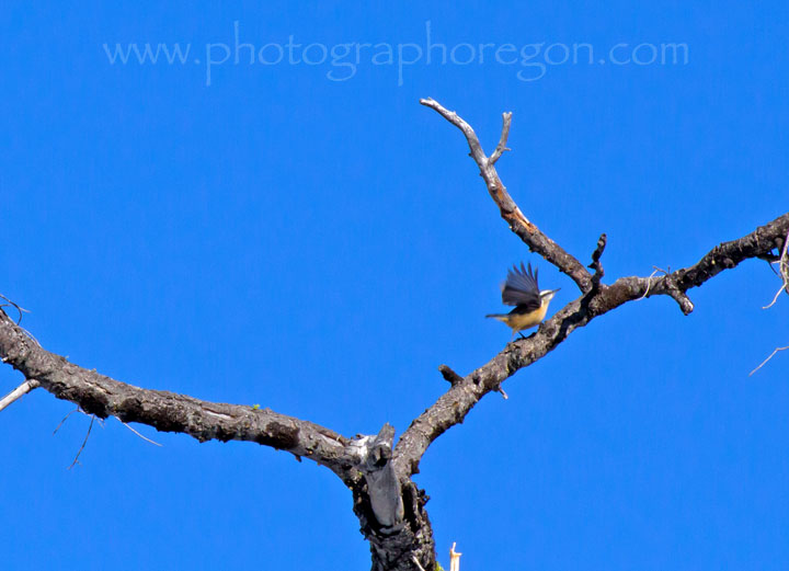 Oregon Red Breasted Nuthatch