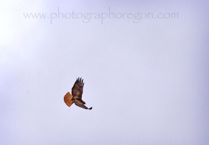 Red-Tailed Hawk flying