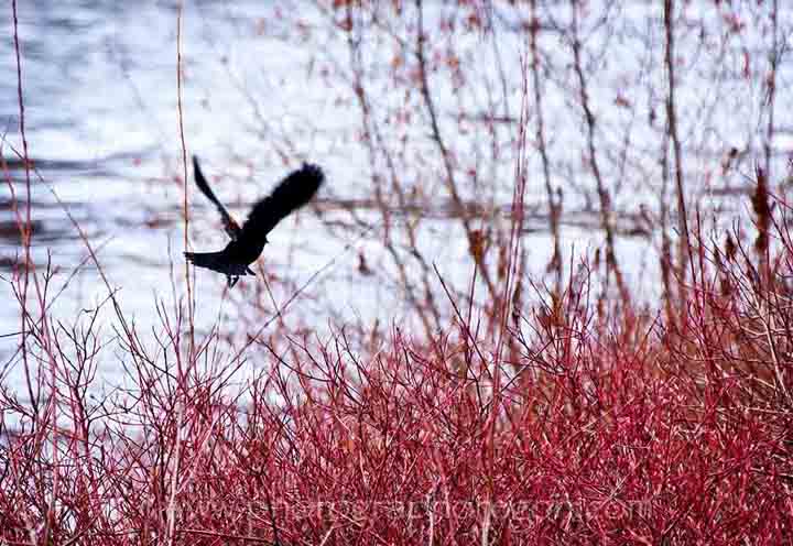 Red-Winged Blackbird flying